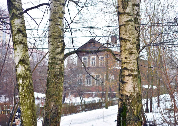 Tree trunks and a village house. — Stock Photo, Image