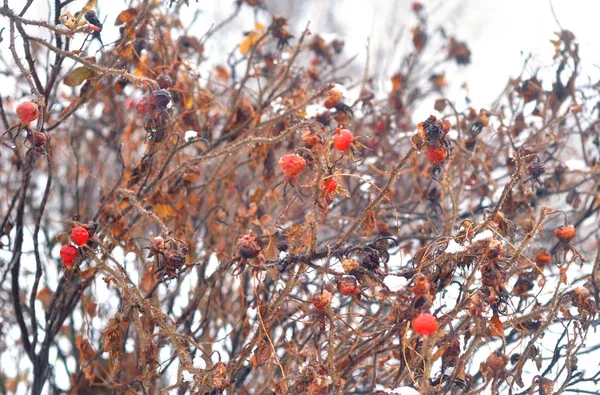 Fruit of dogrose at winter. — Stock Photo, Image
