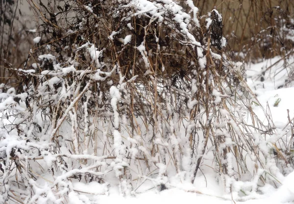 Rami coperti di neve. — Foto Stock