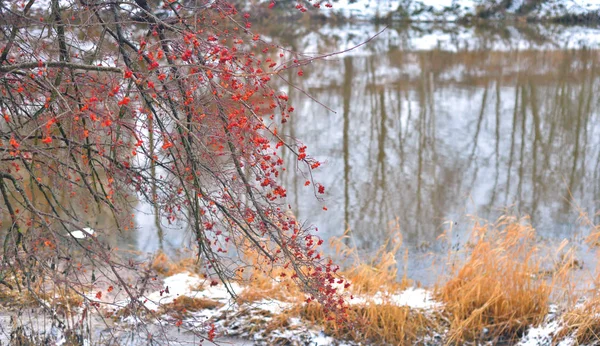 Vista de la costa del río en invierno . — Foto de Stock