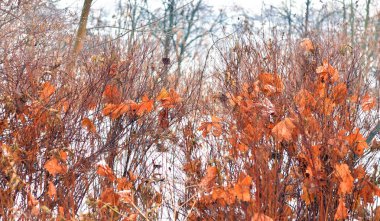 Karla kaplı dallar.