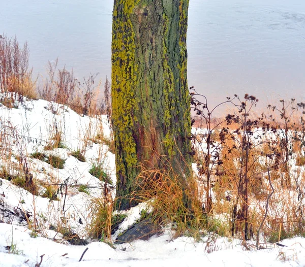Tree trunk at winter. — Stock Photo, Image