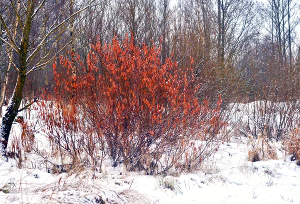 Лес зимой . — стоковое фото