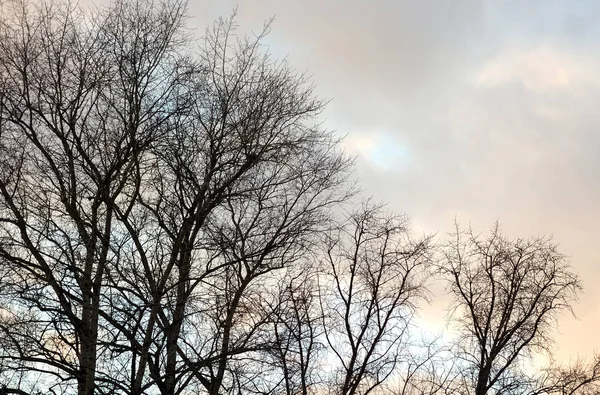 Baum ohne Blätter. — Stockfoto