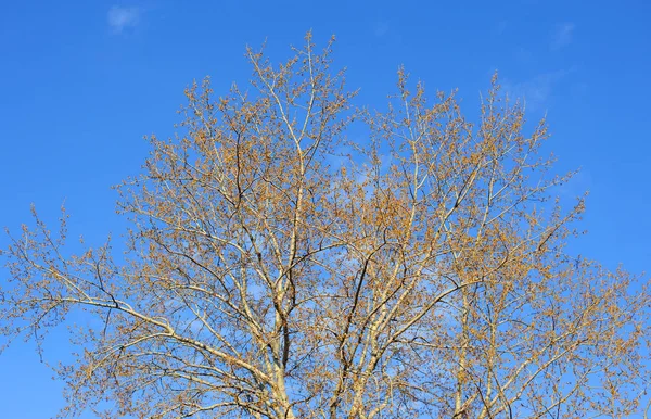 葉のないポプラの木. — ストック写真