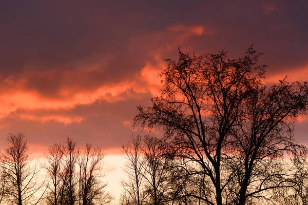 Silhouetten van bomen op een zonsondergang achtergrond. — Stockfoto