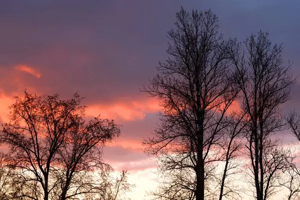 Silhouetten van bomen op een zonsondergang achtergrond. — Stockfoto