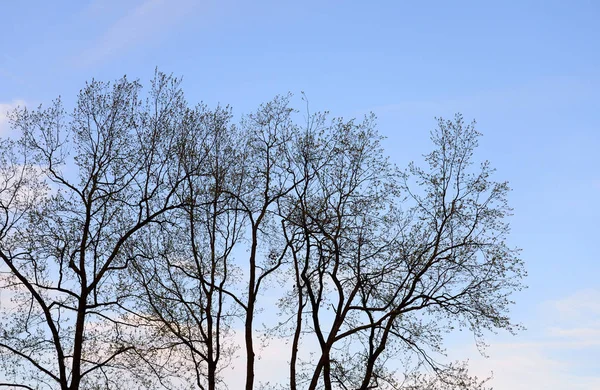 ağaçlar gökyüzü arka plan üzerinde.