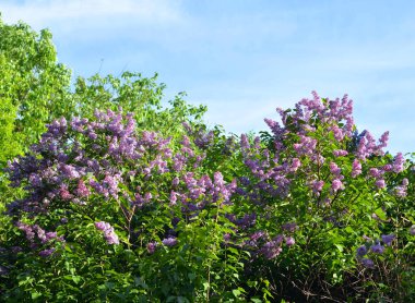 Lila çiçek açması bush.