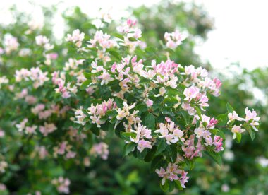 Çiçek açması bush kadar yakın.