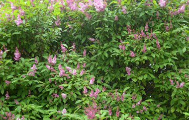 Lila çiçek açması bush.