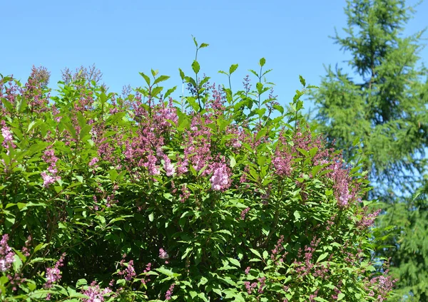 Lila bloei bush. — Stockfoto