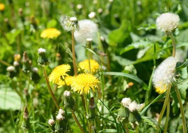 Białe i żółte mniszek lekarski na trawnik letni. — Zdjęcie stockowe