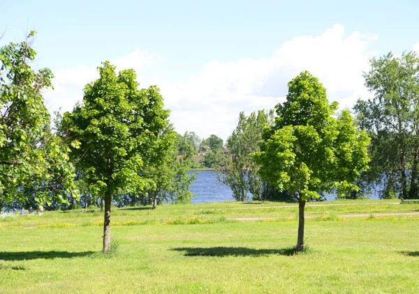 Parque en verano . — Foto de Stock