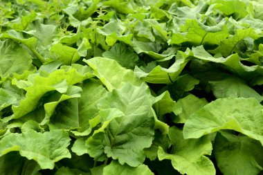 Dulavratotu arka plan bırakır.