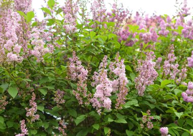 Lila çiçek açması bush.