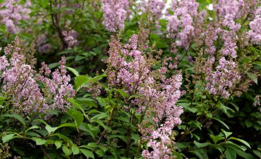 Lila çiçek açması bush.
