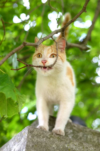 Kat op een achtergrond van wazig gebladerte, — Stockfoto