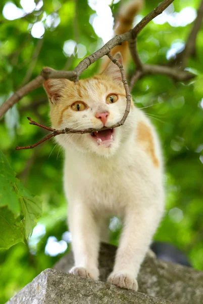 Kat op een achtergrond van wazig gebladerte, — Stockfoto