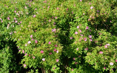 Briar çiçek arka plan.