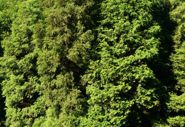 çam dallarının arka plan.