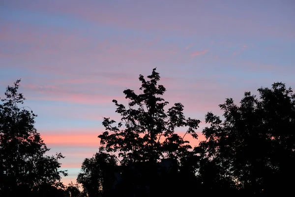 Bäume bei Sonnenuntergang. — Stockfoto