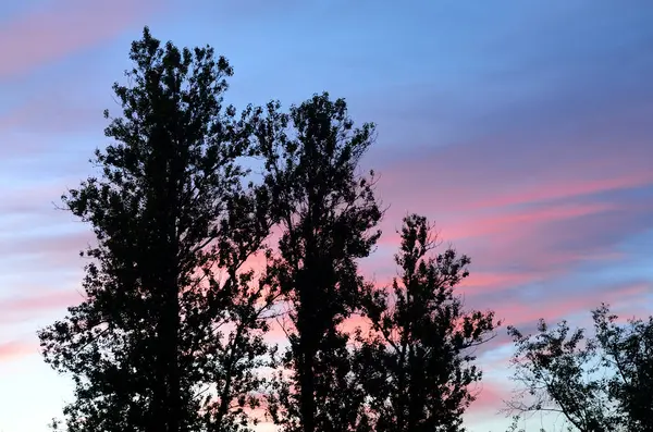 Bäume bei Sonnenuntergang. — Stockfoto