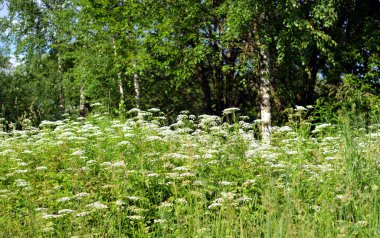 yatay yaz, çiçekler.