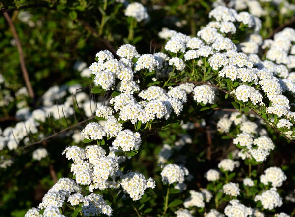 Bush met witte bloemen. — Stockfoto