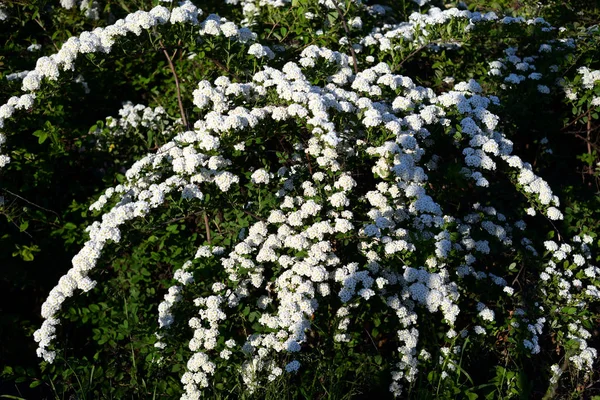 长有白花的布什. — 图库照片