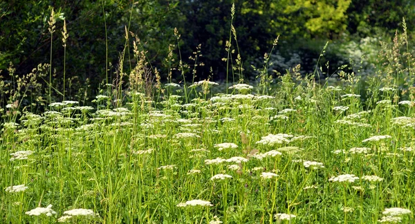 Zomer landschap met bloemen. — Stockfoto