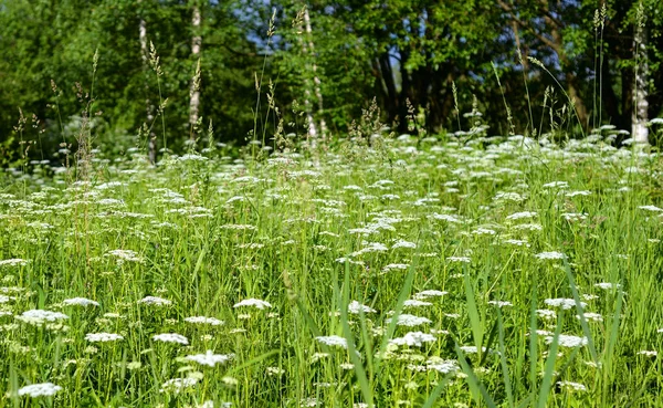 夏の花と風景. — ストック写真