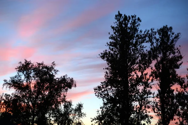 Trees at sunset. — Stock Photo, Image