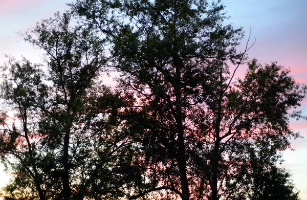 Trees at sunset. — Stock Photo, Image