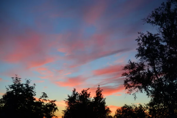 Bomen bij zonsondergang. — Stockfoto