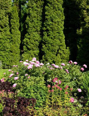 Renkli çiçek yaz Park.