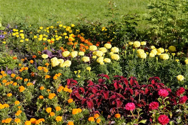 Bunte Blume im Sommerpark. — Stockfoto