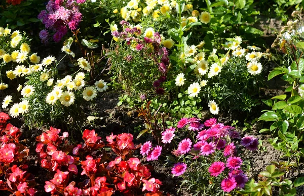 Färgstark blomma i sommar park. — Stockfoto