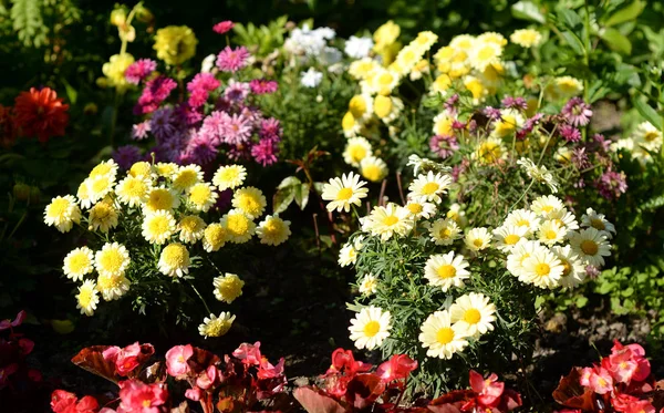 Färgstark blomma i sommar park. — Stockfoto