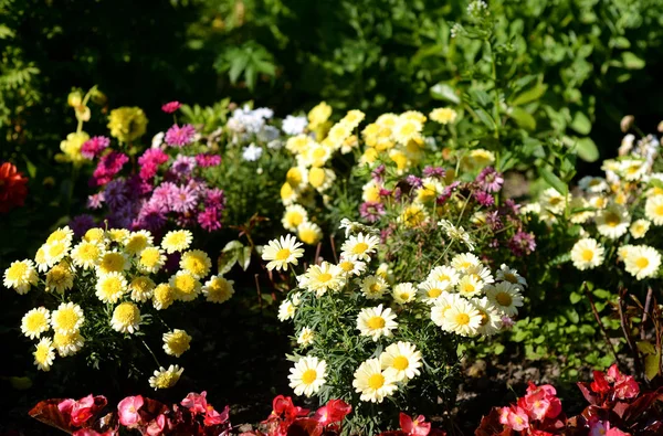 Färgstark blomma i sommar park. — Stockfoto