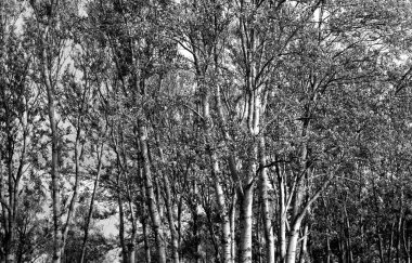 Kavak ağaçları arka plan.