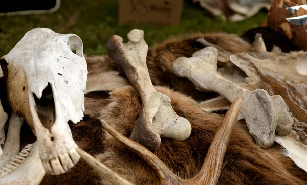 A csontok és az állatok koponyája. — Stock Fotó