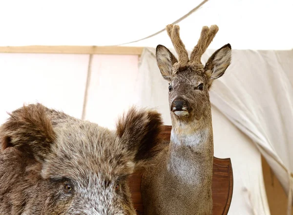 Stuffed deer head, — Stock Photo, Image