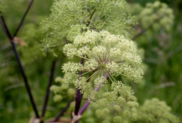 Ramo con piccoli fiori bianchi . — Foto Stock