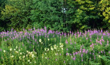 yatay yaz, çiçekler.