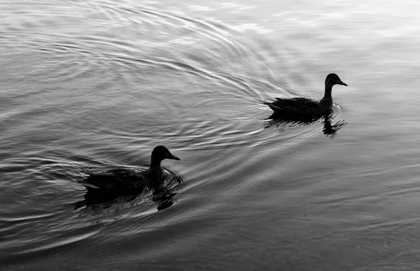 Canards sur l'eau. — Photo