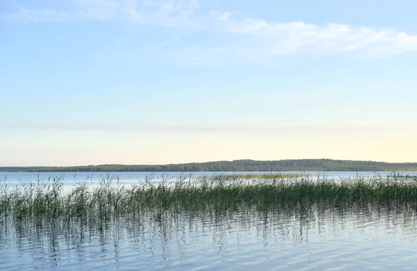 Vista del lago ricoperto di sedge . — Foto Stock