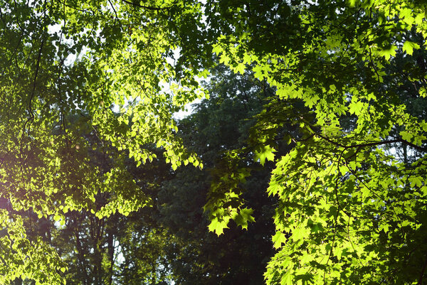 Кленовая листва
.