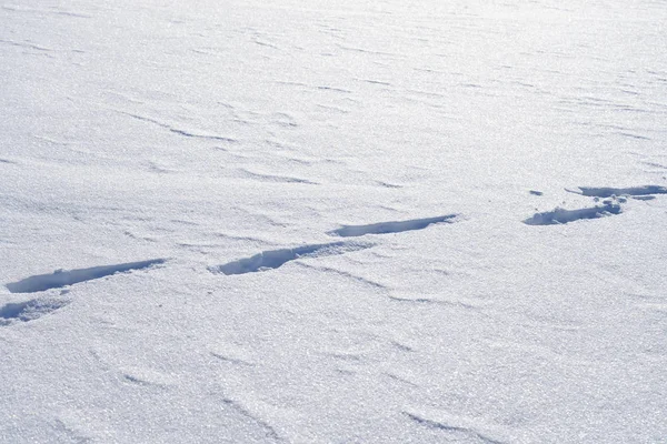 雪地上的脚印. — 图库照片