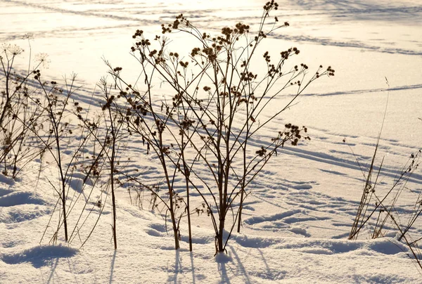 Сухие кусты лопуха зимой . — стоковое фото